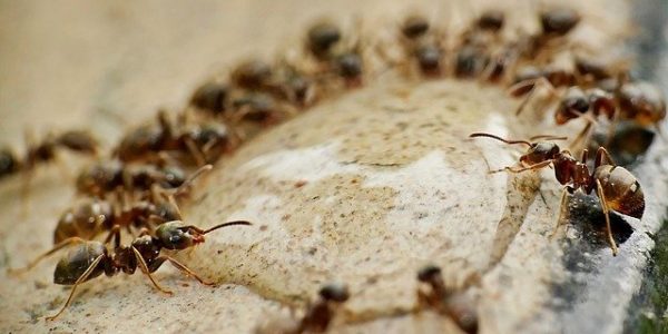 ants-4637999_640